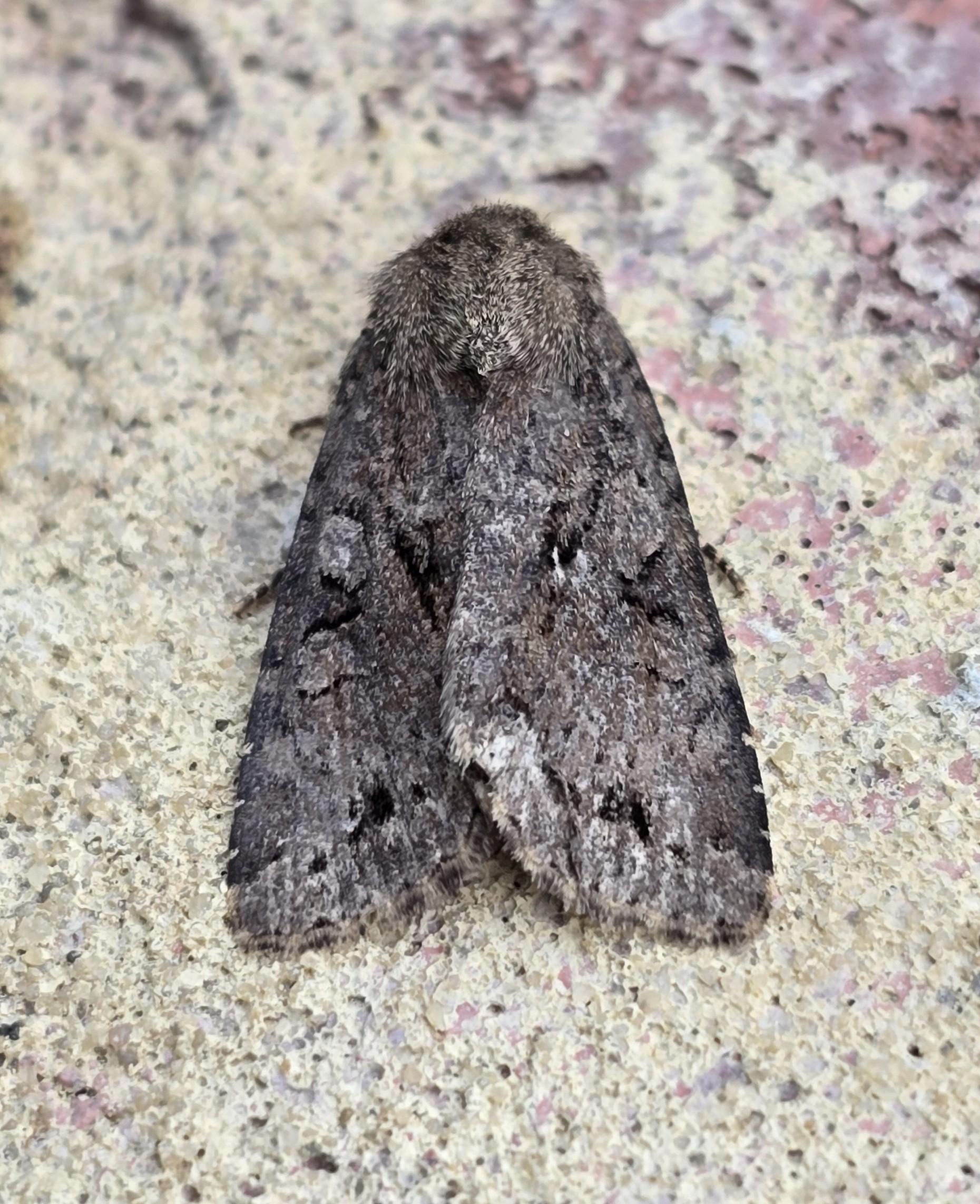 Photo of Dingy Shears (Apterogenum ypsillon)
